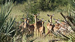 African Antelopes