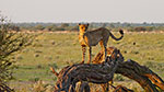 Cheetahs in Kalahari