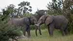 Elephants in Okavango