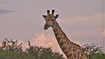 Giraffes in Okavango