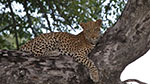 Leopard in a Tree