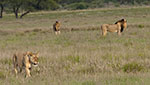 Lions in Kalahari