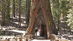 Mariposa Grove